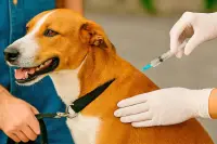 São Gonçalo realiza repescagem da vacinação de cães e gatos durante o mês de outubro