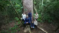 Estudo revela jequitibá-rosa de 264 anos e desvenda segredos da floresta em Minas Gerais